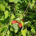 Lonicera canadensis Fruit