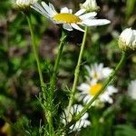 Tripleurospermum inodorum Hoja