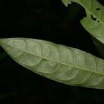 Eschweilera micrantha Leaf