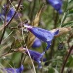 Penstemon laetus Flor