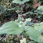 Maianthemum canadense Цветок