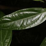 Piper concinnifolium ഇല