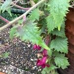 Lophospermum erubescens 葉