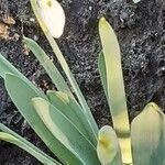 Galanthus elwesii Blad