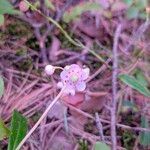 Chimaphila umbellata Λουλούδι