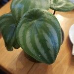 Peperomia argyreia Лист