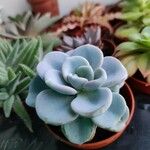 Echeveria laui ഇല