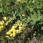 Baptisia bracteata Habit