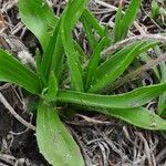 Plantago atrata Blad