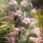 Echium italicum Floro