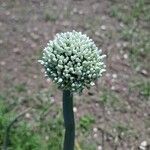 Allium cepa Kwiat