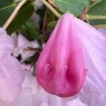 Rhododendron williamsianum 花