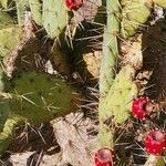 Opuntia elatior Habit