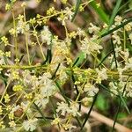 Acacia linifolia 花