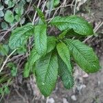 Elephantopus carolinianus Leaf