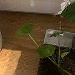 Pilea peperomioidesList