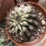Gymnocalycium stenopleurum List