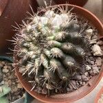 Gymnocalycium stenopleurum Φύλλο