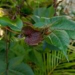 Gossypium barbadense Flower