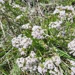 Stenaria nigricans Fleur