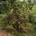 Psidium guajava叶