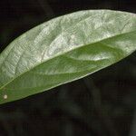 Nectandra hihua Blad