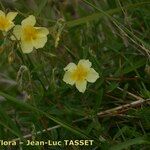 Helianthemum × sulphureum Hábito