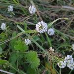 Lobularia maritimaFiore