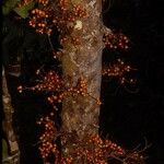 Ficus hurlimannii Плід
