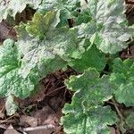 Tellima grandiflora Leaf