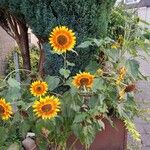 Helianthus annuusപുഷ്പം