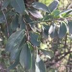 Gymnosporia buxifolia Leaf