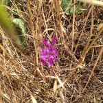 Allium dichlamydeum Flower