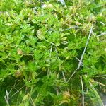 Dentella repens Flower