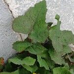 Sonchus oleraceus Blad