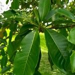 Esenbeckia leiocarpa Leaf