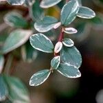 Cotoneaster microphyllus 叶