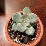 Echeveria derenbergiiLeaf