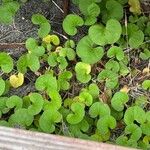 Dichondra sericea 葉