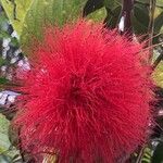 Calliandra haematocephalaFlower