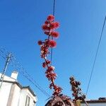 Ricinus communis果實