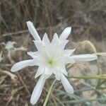 Pancratium maritimum L.花