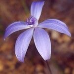 Cyanicula gemmata Flor