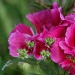 Clarkia amoena Outro