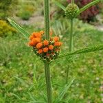 Leonotis leonurusFlower