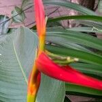 Heliconia latispatha Fleur