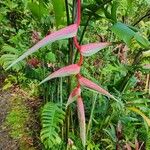 Heliconia chartacea 花