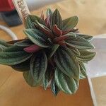 Peperomia caperataLiść