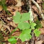 Ranunculus recurvatus Leaf