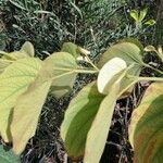 Piliostigma thonningii Leaf